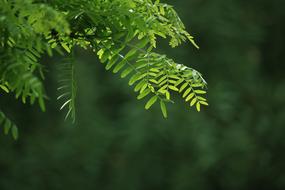 green branch on blurred background