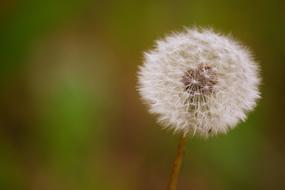 Close-up of the beautiful dandelion flower with white seeds, on the colorful meadow