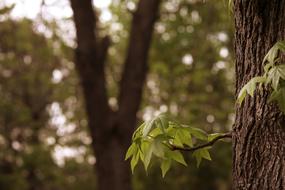 Branches Leaves of Tree