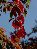 Wine Partner, vine with red Leaves