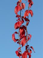 Beautiful, red leaves of ordinary jungfernrebe plant, in autumn, at blue sky on background