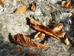 Leaves Brown dry