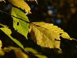 Hornbeam Carpinus Betulus