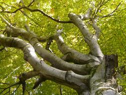 Beech Tree Aesthetic green forest