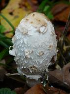 white toxic Mushroom