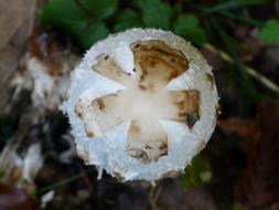 Comatus Mushrooms
