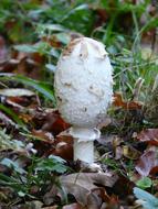 Comatus Schopf Mushrooms close-up on blurred background
