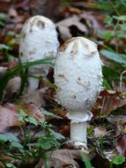 Schopf Coprinus on a forest floor in a blurred background