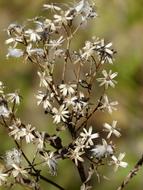 Beautiful, blooming, white Senecio Ovatus, at blurred background