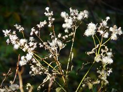 Fuchs'she seeds