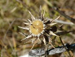 Gold Thistle Flower