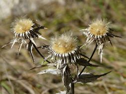 goodly Gold Thistle Flower