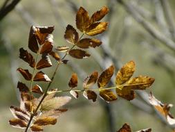 closeup view of Leaves Autumn Falls