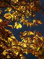 Beautiful, gold chestnut fall leaves of different shades, in light