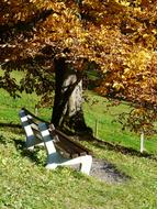 Bank Rest Sit trees yellow