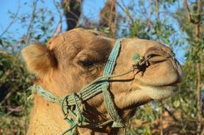 Profile portrait of the beautiful, colorful and cute camel, among the green plants, in Africa, at blue sky on background