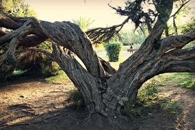 gnarled Tree Trunk with rough Bark