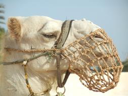 Dromedary Camel head in muzzle