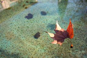 Leaf Float on Water