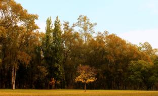 landscape of Autumn Trees in Park