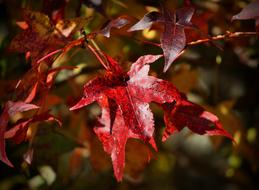 Red Burgandy Maple Leaves