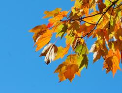 yellow and orange maple leaves on a blue sky background