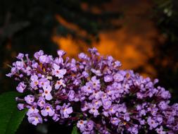 Rain Summer violet flowers