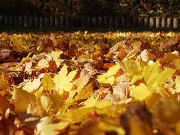 Fall Foliage on ground