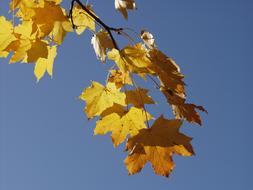 yellow maple branch against a clear blue sky