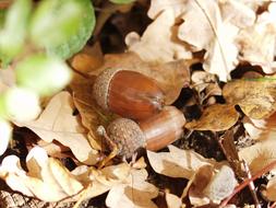 Close-up of the beautiful, shiny, brown acorns, among the dry leaves, in sunlight