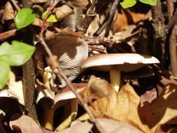 brown mushrooms in dry leaves close up