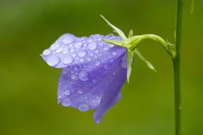 goodly Bluebells Campanula