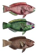 Parrot Fish colors