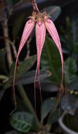 Orchid pink green