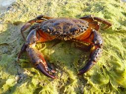 Crab Cancer Eriphia