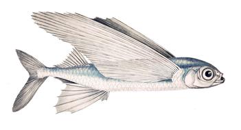 illustration of flying fish