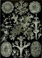 haeckel lichenes