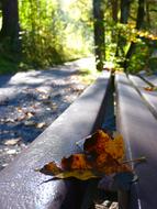 Autumn Leaf on a park bench close up