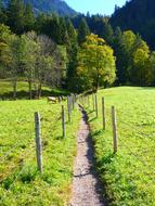 Path Trail Meadow green