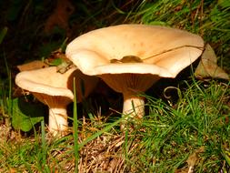 Close-up of the mushrooms, colorful leaves and green grass in autumn
