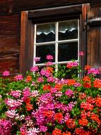 Window Wood red pink flowers