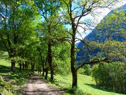 alley with green trees along the mountain