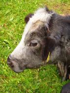 Head of grey furry cattle