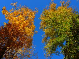 green and yellow autumn trees against the blue sky