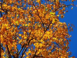 Autumn Colorful Tree oange