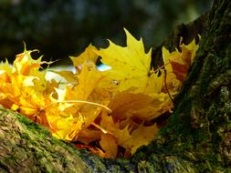 Leaves Colorful Yellow gold
