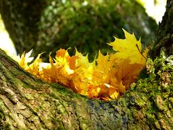 Colorful Yellow Leaves on tree