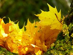 Leaves Colorful Yellow sun