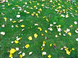 yellow autumn leaves lie on a green lawn