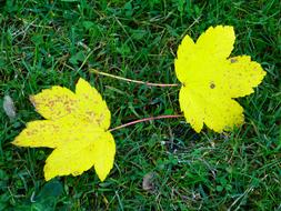 Leaves Yellow at Autumn